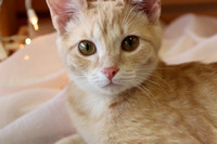 PetPromise, Inc. ~ www.petpromise.org